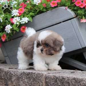 Robin, Teddy Bear Puppy